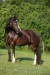 Welsh Cob Sunny 60757.JPG